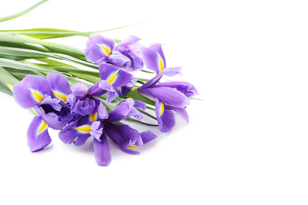 Bouquet of iris flowers - Фото, изображение