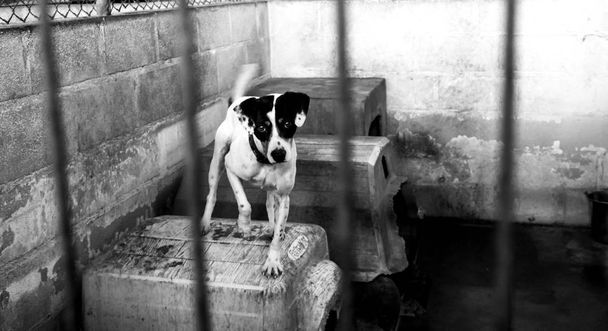 Szomorú elhagyott kutyák - Fotó, kép