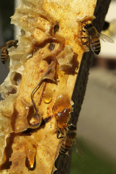 Bees in a beehive - Photo, Image