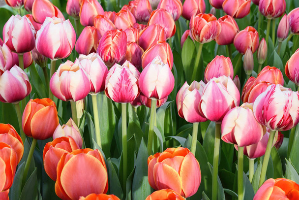 tulipani rosa, da vicino
 - Foto, immagini