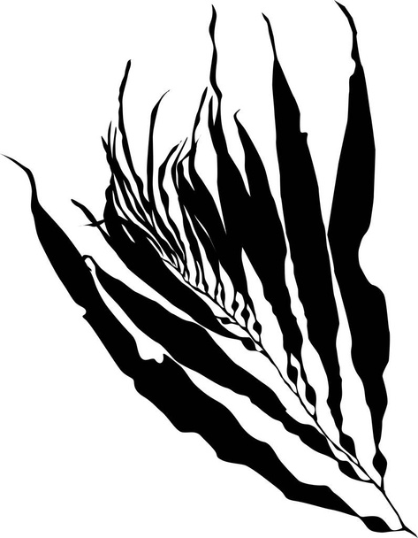 Seaweed vector illustration - Vektor, kép