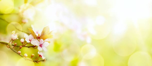 abstract Spring flower background; Easter landscape - Photo, Image