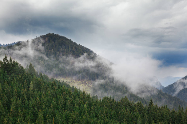 Forested mountain slope in clouds with evergreen conifers shrouded in mist. Scenic landscape view. Slovakia, Nizke Tatry - Fotoğraf, Görsel
