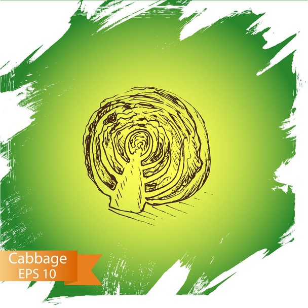 illustration sketch of cabbage. - Vettoriali, immagini