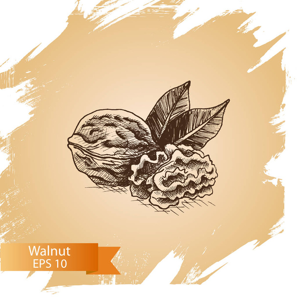 background sketch walnuts.  - Vector, imagen