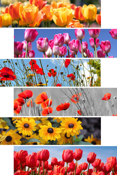Collage de flores de primavera y verano
 - Foto, Imagen