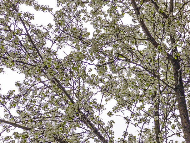 Obstbaum blüht - Foto, Bild
