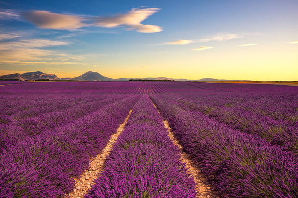 Lavender flower blooming fields endless rows on sunset. Valensol - Foto, imagen