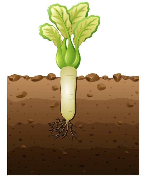 Белое редьковое растение с корнями под землей
 - Вектор,изображение