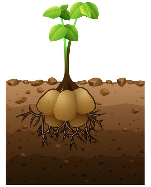 Potato plant with roots underground illustration - Vector, Image