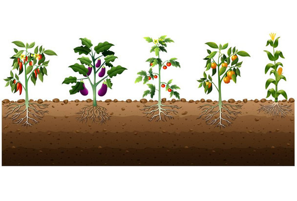 Verschiedene Arten von Pflanzen wachsen im Garten - Vektor, Bild
