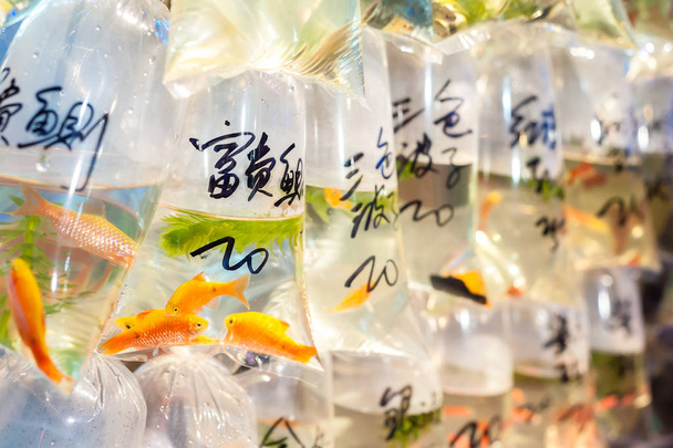 Tropikal balık Hong Kong'un Tung Choi Street goldfish satışa Pazar, Mong Kok, Hong Kong - Fotoğraf, Görsel