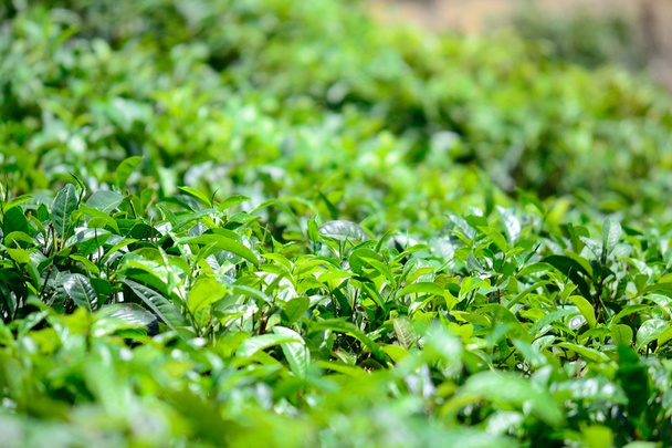 Tea leaves - Photo, Image