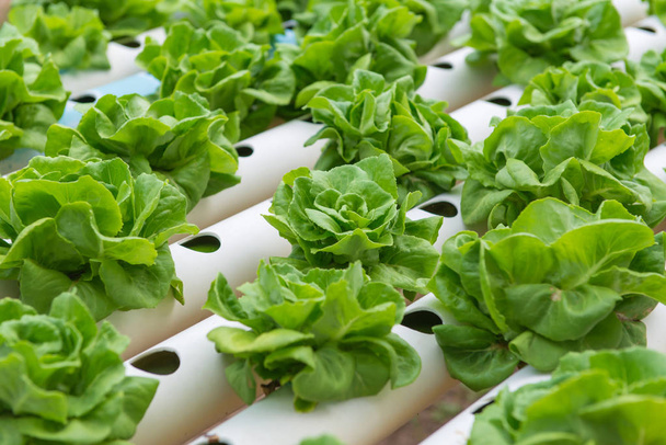 Organic hydroponic vegetable in the cultivation farm - 写真・画像