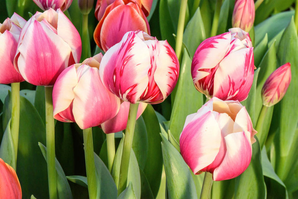 Rózsaszín tulipán, közelről - Fotó, kép