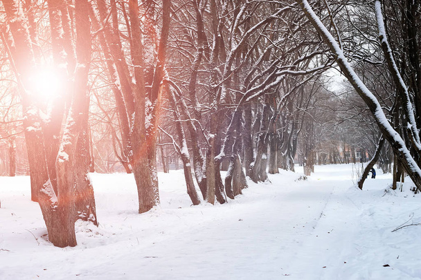 lever de soleil paysage hiver parc arbres - Photo, image