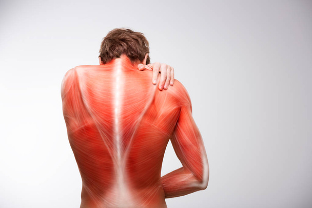 Rückenmuskulatur illustriert Schmerzen - Foto, Bild
