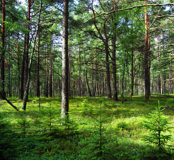Pine forest. - Foto, Bild