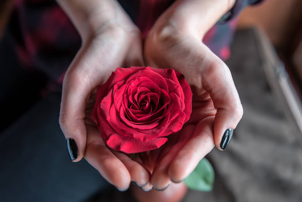 red rose flower in woman hands - Foto, imagen