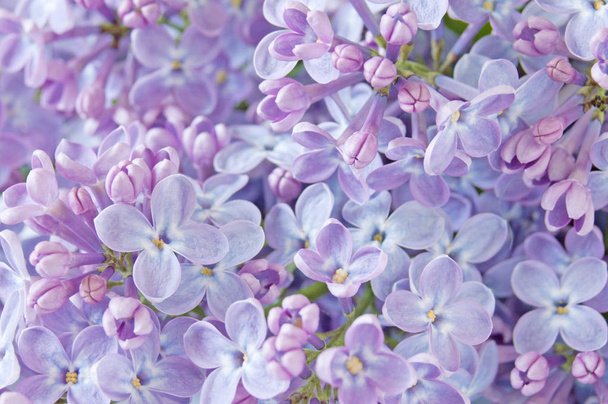 Hermosas flores lila fondo
 - Foto, imagen
