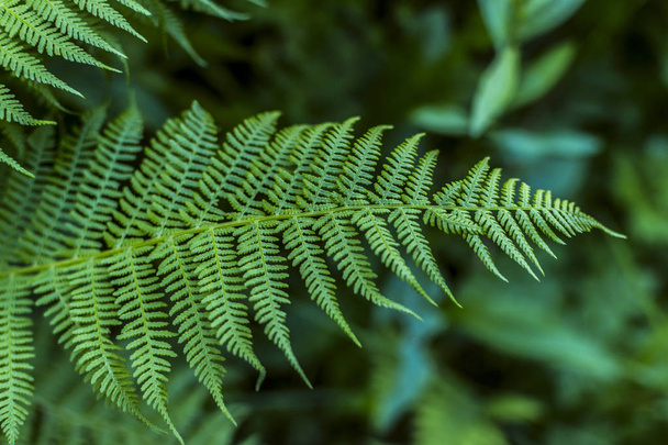Groene fern foto bos in het zomerseizoen - Foto, afbeelding