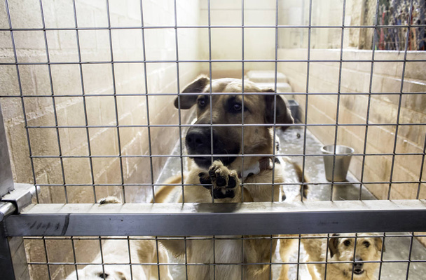 Tristi cani abbandonati
 - Foto, immagini