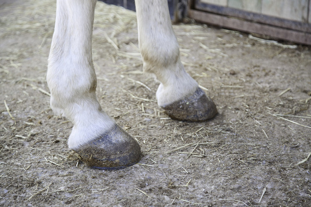 Feet horse hoof - Photo, Image