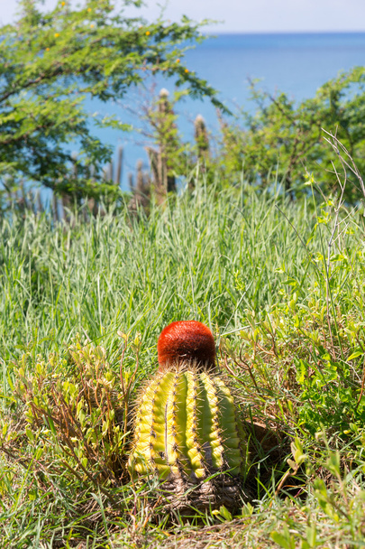 Turk's Cap cactus on St Martin - Photo, Image
