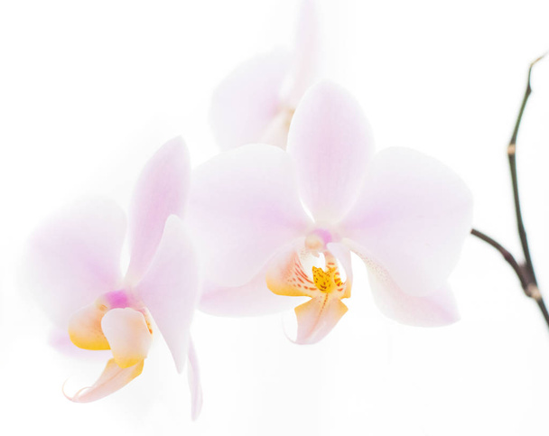 tenderness orchid flower - Fotoğraf, Görsel