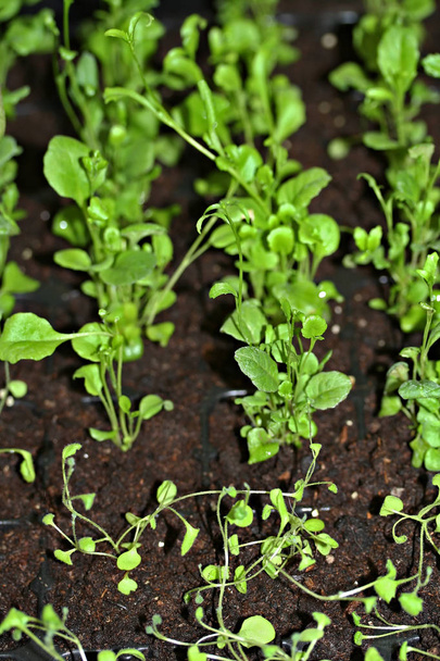 Lobelia erinus seedlings - Photo, Image