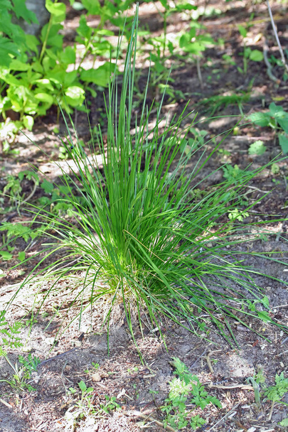 Deschampsia cespitosa en el jardín
 - Foto, imagen