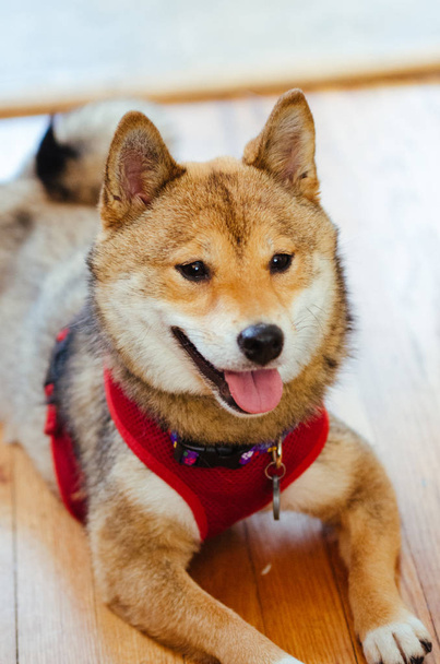 A Shiba Inu puppy - Foto, immagini