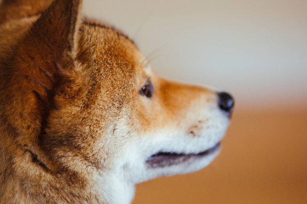 Un cucciolo di Shiba Inu
 - Foto, immagini