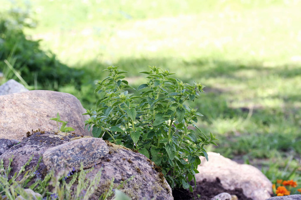 Origanum vulgare (orégano) planta jovem
 - Foto, Imagem