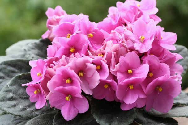 Saintpaulias (Violettes africaines, Saintpaulia ionantha
) - Photo, image
