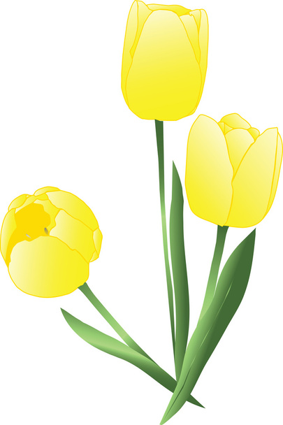 tulipes jaunes - Vecteur, image