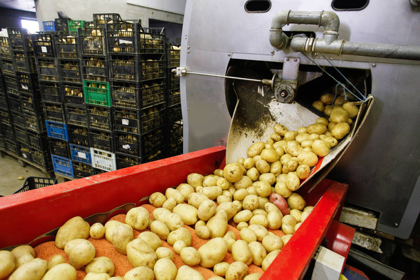 Cleaned potatoes on conveyor belt - Photo, Image
