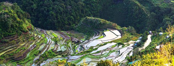 krásné zelené rýžové terasy  - Fotografie, Obrázek