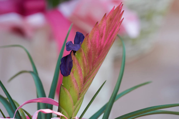 vriesea carinata çiçek vazosu - Fotoğraf, Görsel