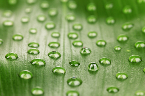 green leaf with water drops close up - Φωτογραφία, εικόνα