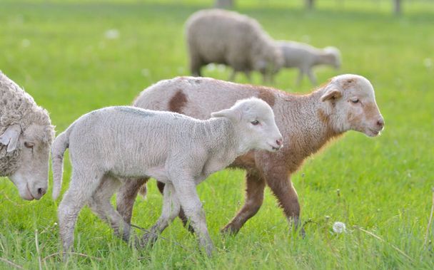 Mladí jehňata a ovce v jarním období - Fotografie, Obrázek