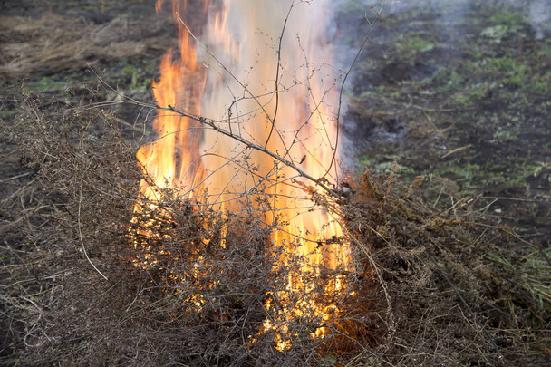 Brûlures d'herbe sèche
 - Photo, image