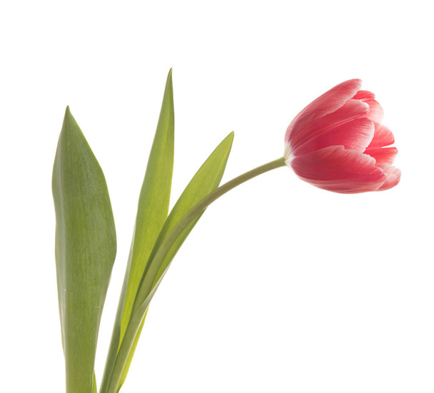 Red tulip closeup. - Zdjęcie, obraz