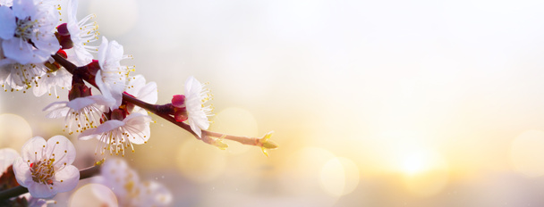 Fondo de flores de primavera; Paisaje de Pascua
 - Foto, Imagen