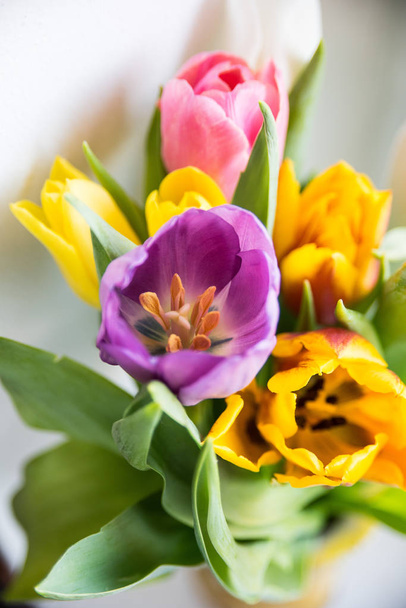tulips on white background - Photo, image