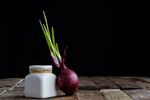 Sprout of onion in water - Fotografie, Obrázek