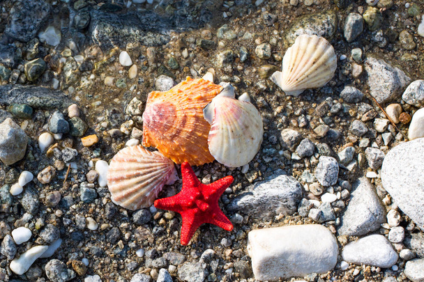 Червоне море зірка, морські мушлі, гальковий пляж, чистої води фону - Фото, зображення