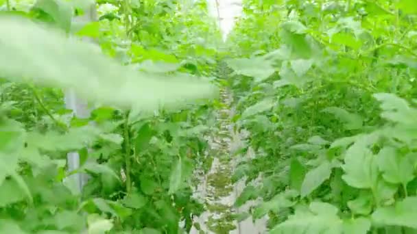 hydrocultuur tomatenplanten in kas - Video