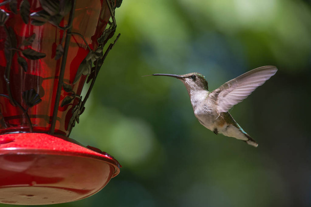kolibrie in vlucht - Foto, afbeelding