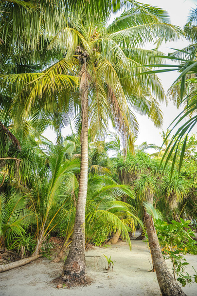Palm leaves.Tropical Forest on the island in indian ocean.Beautiful landscape of humid tropical jungle .Picture of a tropical forest background  - Foto, Imagen